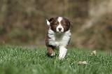 BORDER COLLIE 804